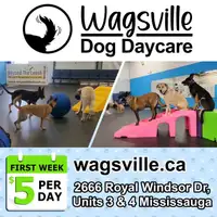 Wagsville Dog Daycare Grand Opening!!