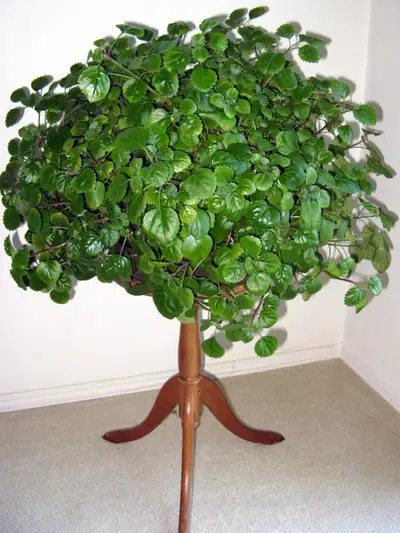 Shiny, Super Easy Care, Swedish Ivy Plant, View more