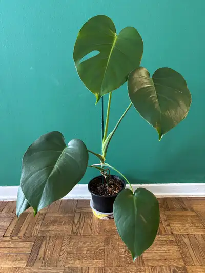 Monstera Deliciosa, View more