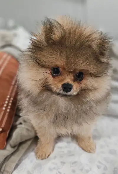 Pure  Pomeranian Puppy, View more