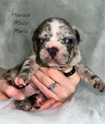 FRENCHTON PUPPIES FOR SALE, View more