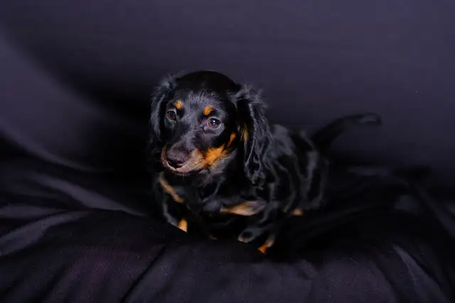 Sweetest Little Snugglebugs! Mini Dachshund Puppies in Dogs & Puppies for Rehoming in Penticton - Image 2