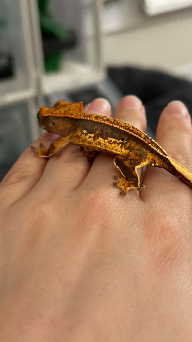 Possible Female Quad Crestie in Reptiles & Amphibians for Rehoming in Timmins - Image 4