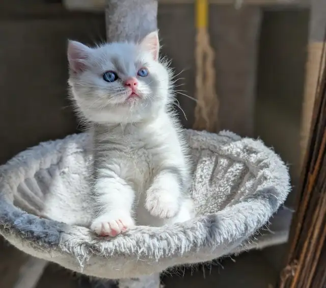Gorgeous British Shorthair kitten / Ready May 9 in Cats & Kittens for Rehoming in Moncton - Image 5
