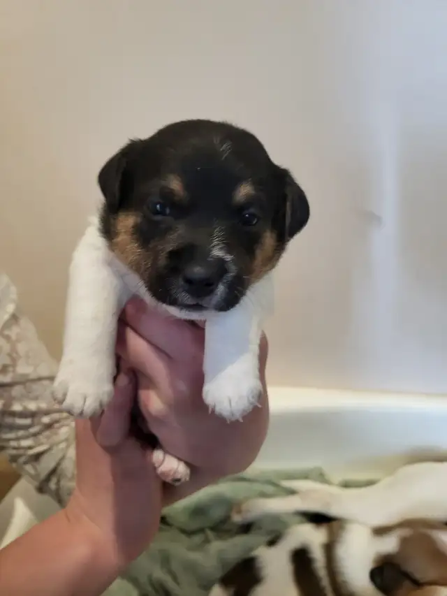 Cute Jack Russell Pups for Sale! in Dogs & Puppies for Rehoming in Pembroke - Image 11