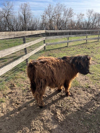 Highland Bull Calf For Sale