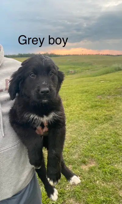 Golden Mountain Dog Puppies - ready to go 1 males left, View more