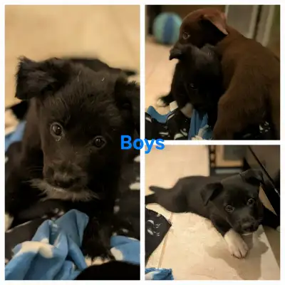 3 Pure Border Collie Puppies Ready, View more