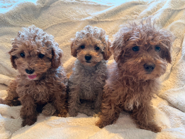 Maltipoo in Dogs & Puppies for Rehoming in Markham / York Region - Image 3