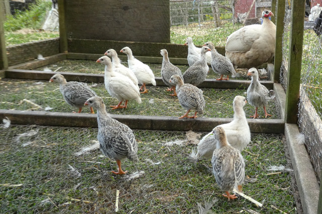 GUINEA FOWL KEETS in Livestock in Truro