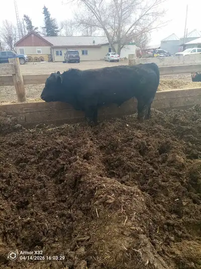 breeding bull simmental, View more