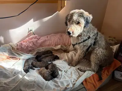Beautiful Bouvier Des Flanders puppies Born march 8th Hypoallergenic 3 male, 3 female Dewormed and f...