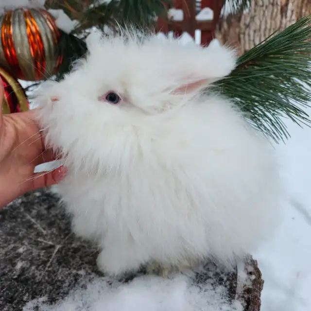 EXTRAORDINARY NETHERLAND DWARF, HOLLAND LOP,  ANGORA BUNNIES in Small Animals for Rehoming in Thunder Bay - Image 6