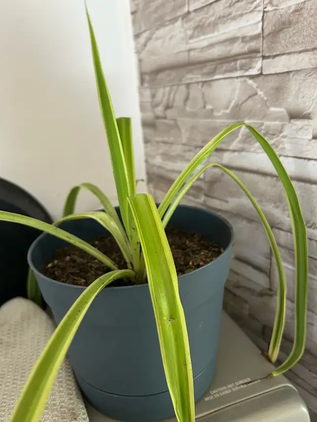Spider Plant with Pot