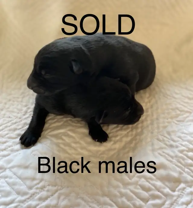 ALL SOLD!! NEXT LITTER MID JUNE!! in Dogs & Puppies for Rehoming in Edmonton - Image 5