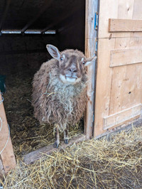 Icelandic/BFL Ewe for sale - PENDING 