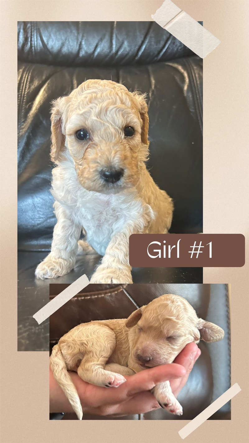 Maxipoo babies Dogs & Puppies for Rehoming Calgary Kijiji