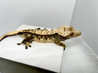 High contrast male crested gecko