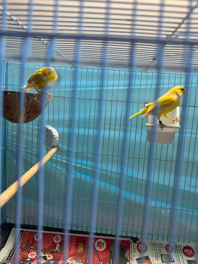 2025 canary pair for sale in Birds for Rehoming in Saskatoon - Image 5