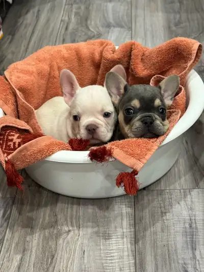 Bulldog français exotiques , View more