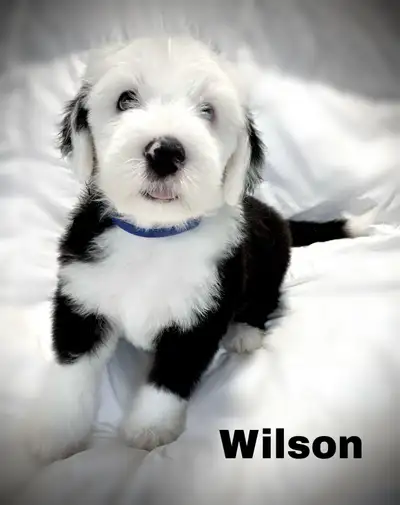 CKC Reg’d Old English Sheepdog puppies!, View more