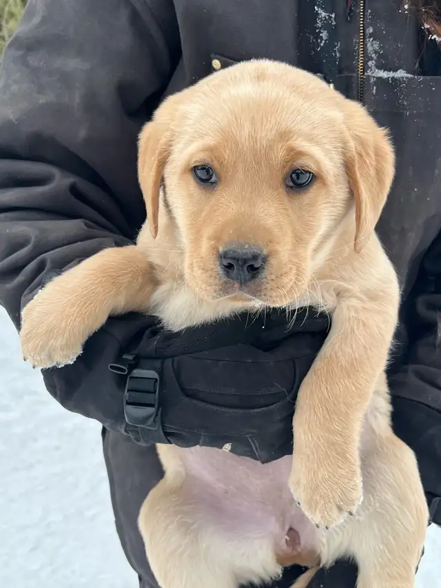 Purebred Labrador Puppies in Dogs & Puppies for Rehoming in Stratford - Image 3