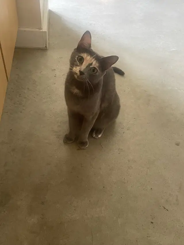 Adulte chat  in Cats & Kittens for Rehoming in Ottawa - Image 2