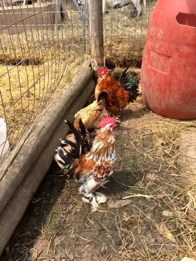 Purebred Belgian d'Uccle Mille Fleur Hatching Eggs, View more