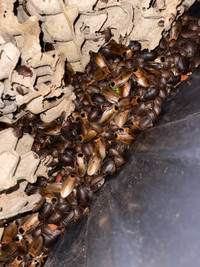 Discoid Roaches/Blaberus Discoidalis