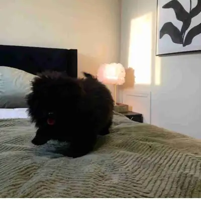 Maltipoo pup, View more