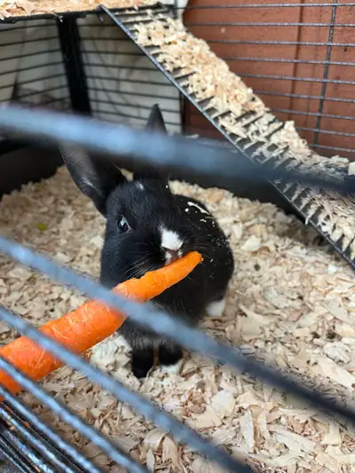 1 year old male rabbit Very friendly Used to kids, cats, dogs