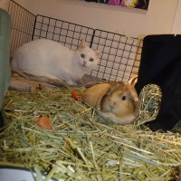 Two Loving Guinea Pig Sisters Looking For A Forever Home