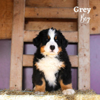 FREE Delivery April 28th - ONLY 1 purebred BMD puppy left