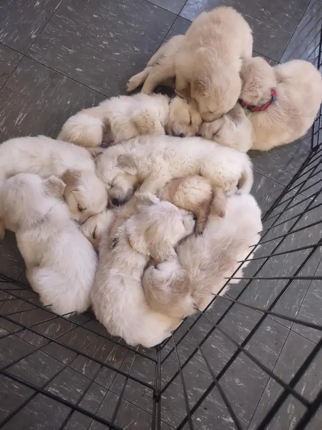 EXCELLENT PRICE!.  GOLDEN WAGGLES HAS 2 RETRIEVER  PUPPIES LEFT in Dogs & Puppies for Rehoming in Oakville / Halton Region - Image 8