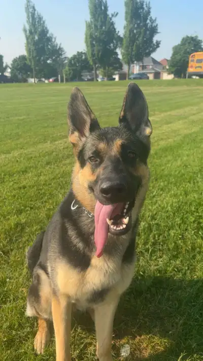 Trained German Shepherd (F) 1.5 y/o for a forever home, View more