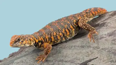 Uromastyx Geyri (Two for $550), View more