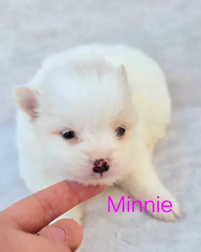 We are happy to announce our newest litter of a pomchi pups who is looking for their forever family....