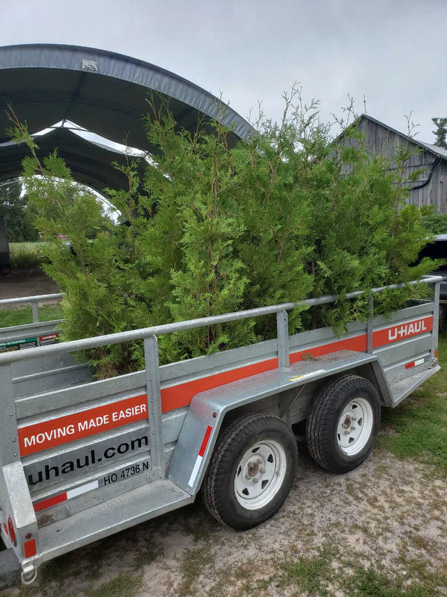 Cedar Hedges 3-15ft in Plants, Fertilizer & Soil in Trenton