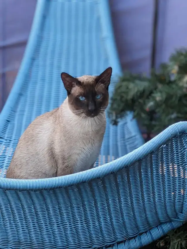 chat siamois in Cats & Kittens for Rehoming in West Island - Image 3