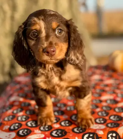 dachshund MINI long hair puppy, View more