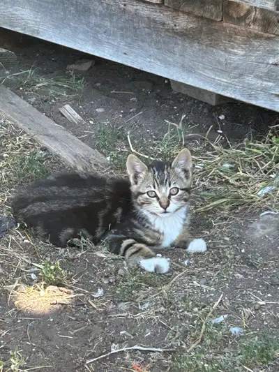 Farm Kittens, View more