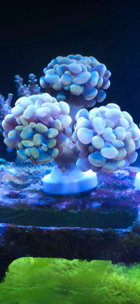 coral frags for sell 