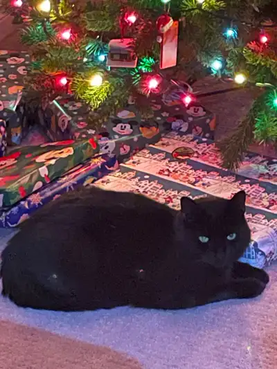 cuddly cat. , View more