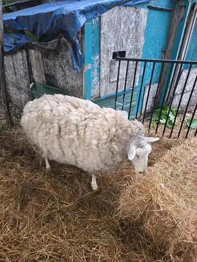 sheep for sale , View more