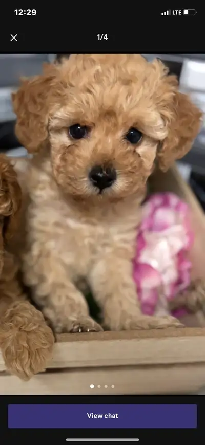 Toy poodles, View more