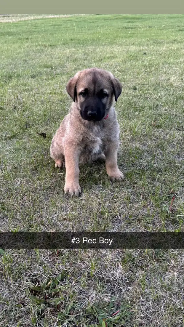 TURKISH KANGAL CROSS PUPPIES in Dogs & Puppies for Rehoming in St. Albert - Image 3