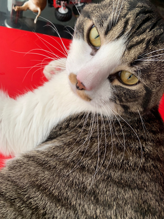 TABBY CAT  in Cats & Kittens for Rehoming in Edmonton