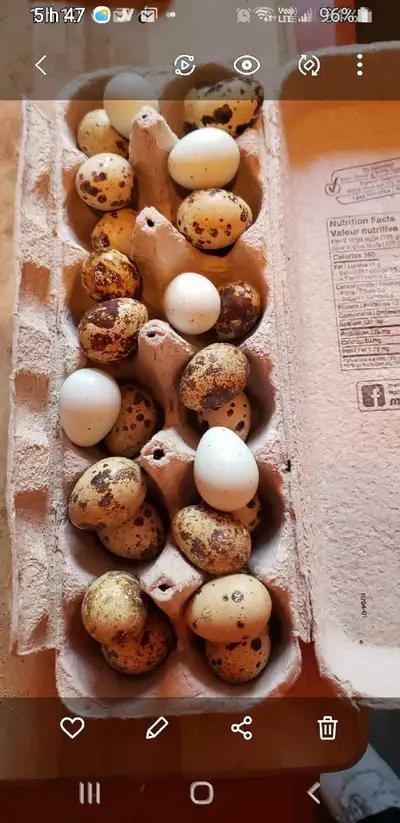 Oeufs de poules 5$ la douzaine, oeufs de cailles 2.50 $la douzaine poule en liberté. 418-690-7044