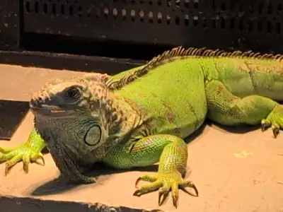 Try your trades, View more