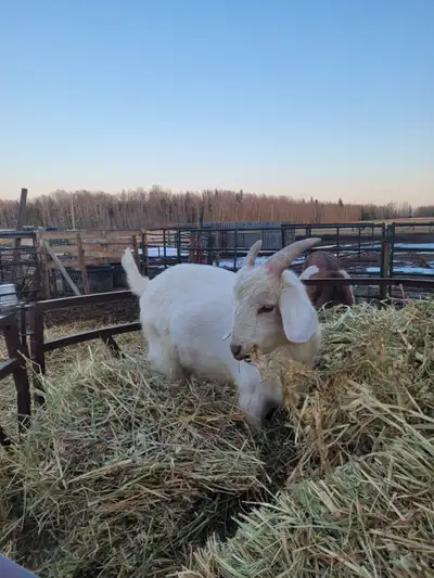 Goats for sale, View more